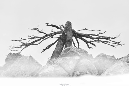 tree fly2